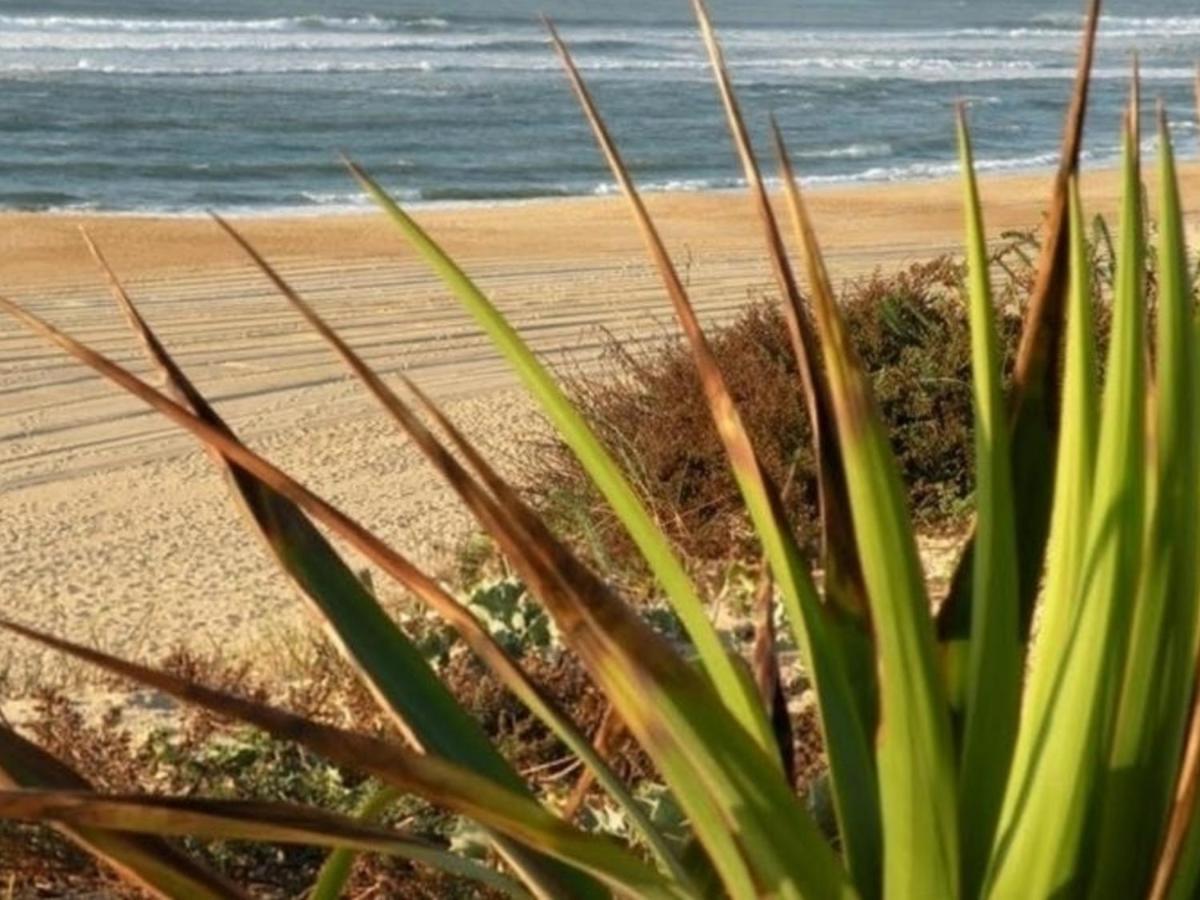 Appartement Renove Avec Balcon, Proche Plage Et Marche - 4 Pers, Calme & Confort A Seignosse - Fr-1-239-460 외부 사진